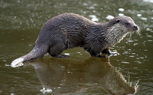 loutre europe
