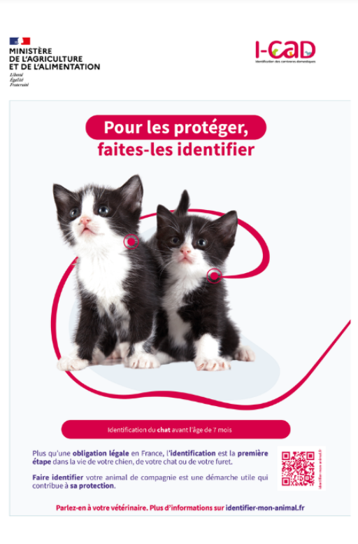 Identifier chat